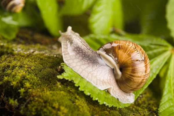 Snail on moss — Stock Photo, Image