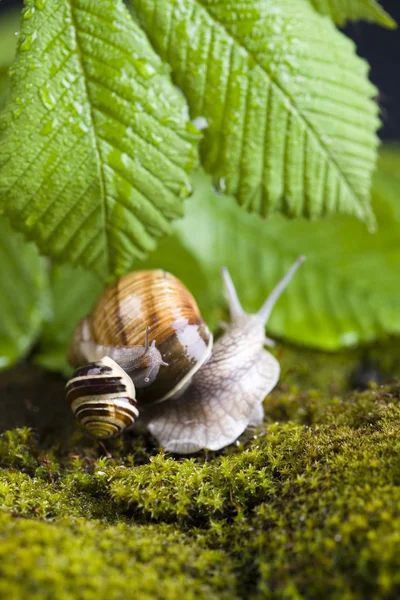 Snail on moss — Stock Photo, Image