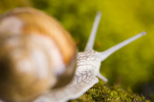 Snail on moss — Stock Photo, Image