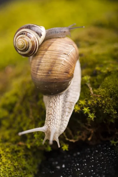 Snail on moss — Stock Photo, Image