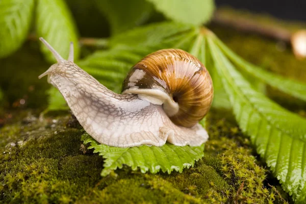 Snail on moss — Stock Photo, Image