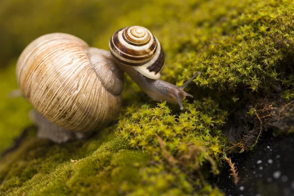 Snail on moss — Stock Photo, Image