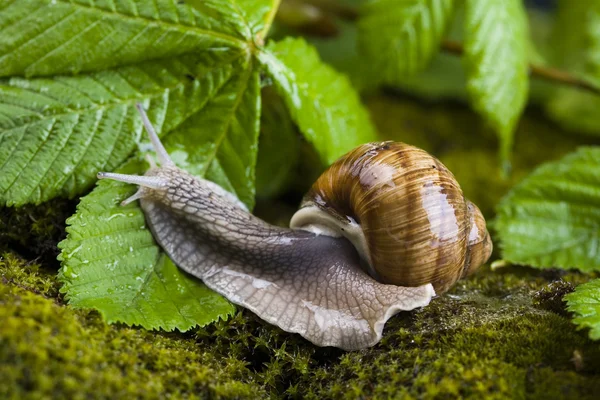 Snail on moss — Stock Photo, Image