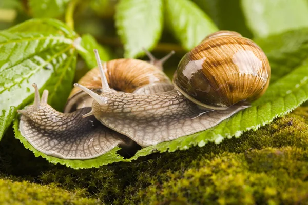 Snail on moss — Stock Photo, Image