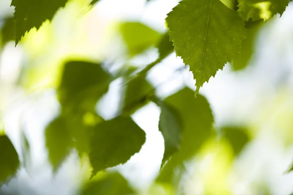 Closeup leaf — Stock Photo, Image