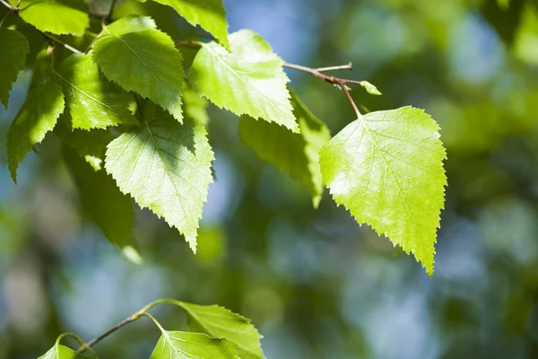 Closeup leaf — Stock Photo, Image