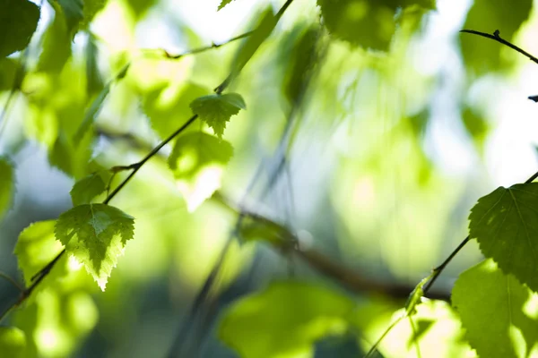 Closeup leaf — Stock Photo, Image