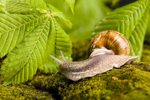 Snail on moss — Stock Photo, Image