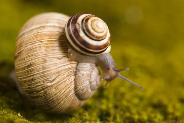 Snail on moss — Stock Photo, Image