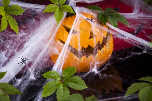 Halloween pumpkin Jack, spider web — Stock Photo, Image