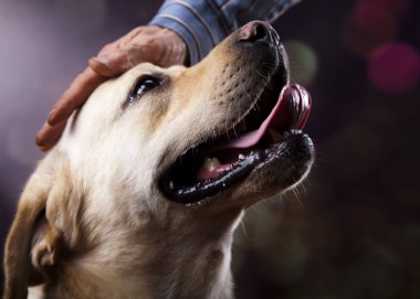 köpek, labrador geri almak
