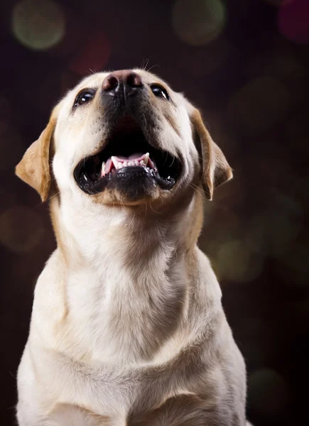 Dog, Labrador Retriever — Stock Photo, Image