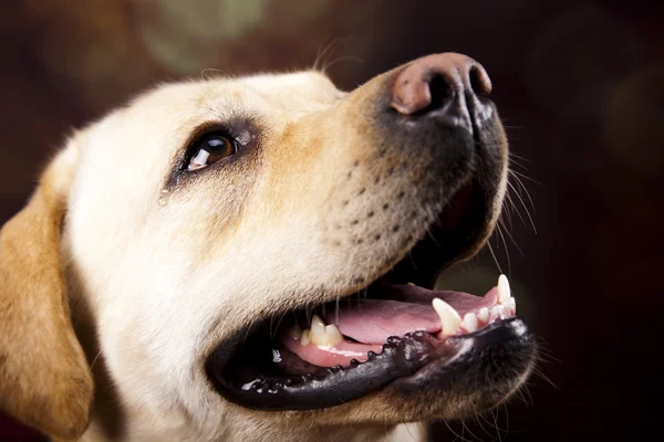 Hund, labrador retriever — Stockfoto