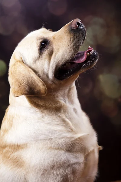 Hund, labrador retriever — Stockfoto