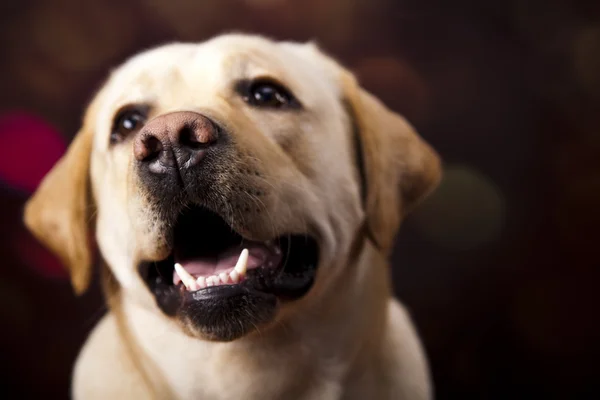 Dog, Labrador Retriever — Stock Photo, Image