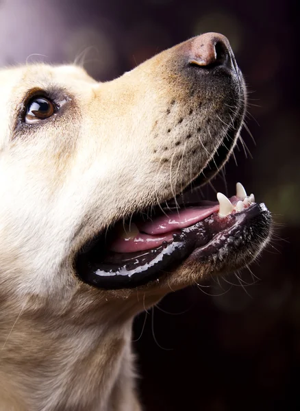 Hund, labrador retriever — Stockfoto