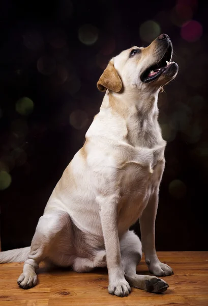 Hund, labrador retriever — Stockfoto