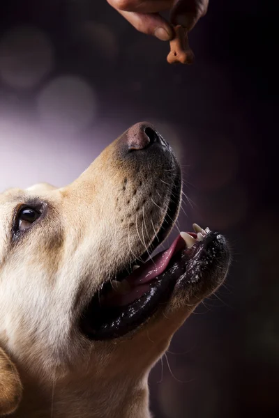 Dog, Labrador Retriever — Stock Photo, Image