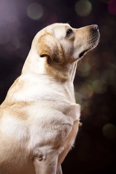 Dog, Labrador Retriever — Stock Photo, Image