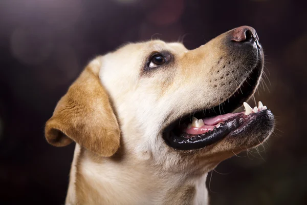 Hund, labrador retriever — Stockfoto