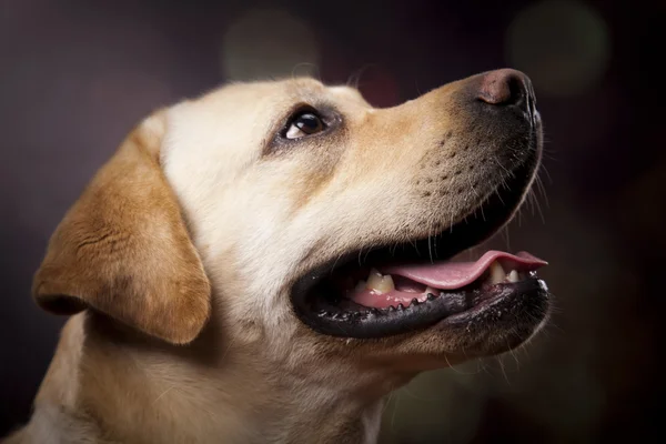 Köpek, labrador geri almak — Stok fotoğraf