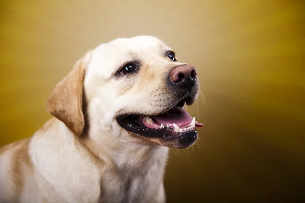 Köpek, labrador geri almak — Stok fotoğraf