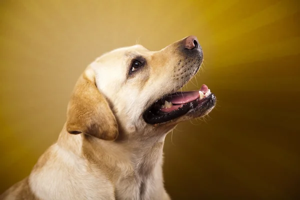 Köpek, labrador geri almak — Stok fotoğraf