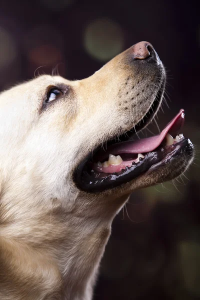 Hond, labrador retriever Stockfoto