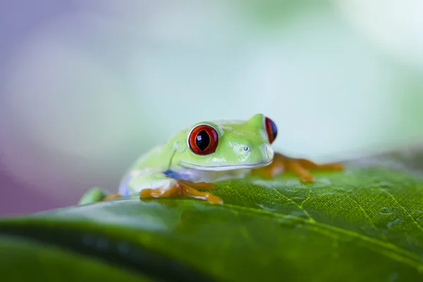 Frog — Stock Photo, Image