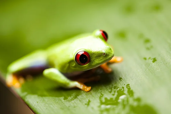 Lövgroda — Stockfoto