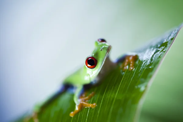 Rã verde — Fotografia de Stock