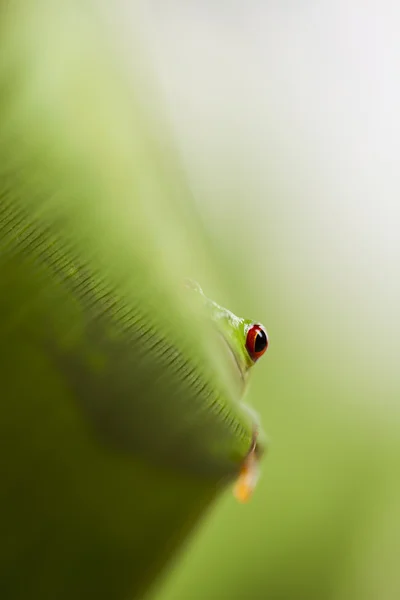 Tree frog — Stock Photo, Image