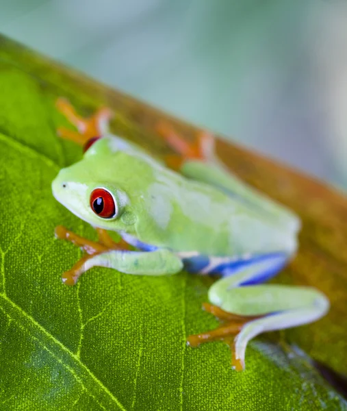 Tree frog — Stock Photo, Image