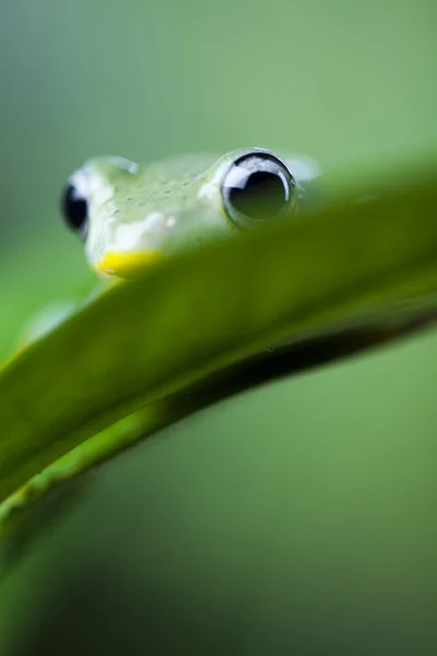 Colorful frog — Stock Photo, Image