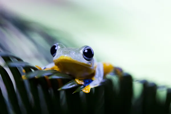 Egzotik kurbağa — Stok fotoğraf