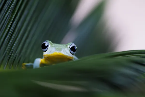Exotic frog — Stock Photo, Image