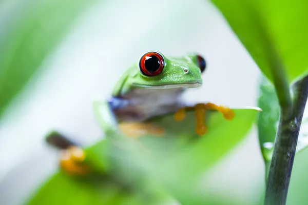 树蛙 — 图库照片