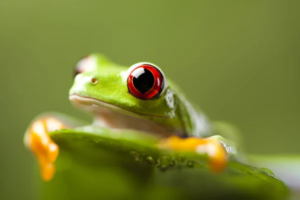 Tree frog — Stock Photo, Image