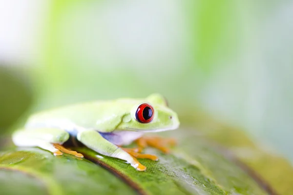 Frog — Stock Photo, Image