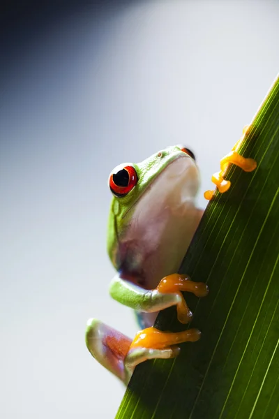 Tree frog — Stock Photo, Image