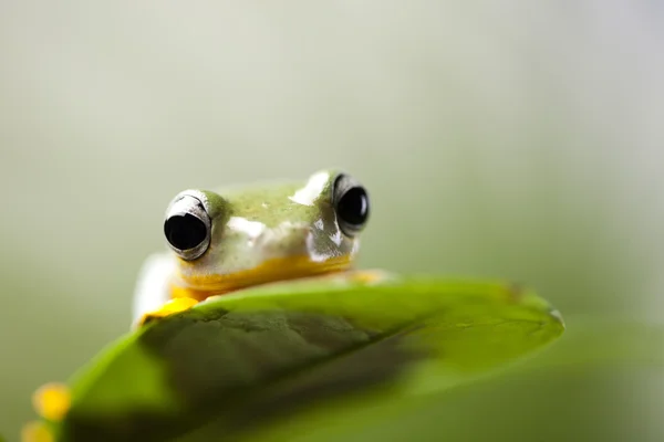 Renkli kurbağa — Stok fotoğraf
