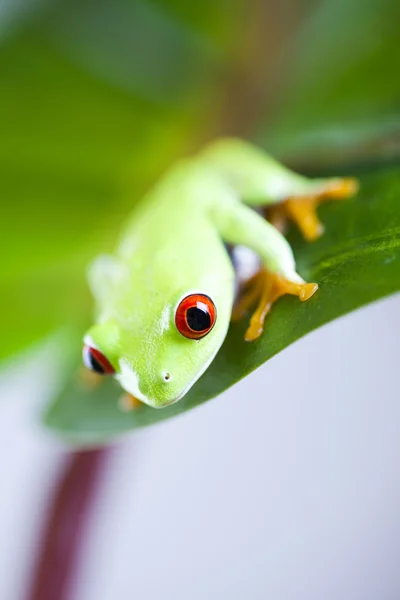 Lövgroda — Stockfoto