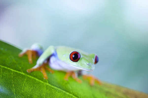 木のカエル — ストック写真