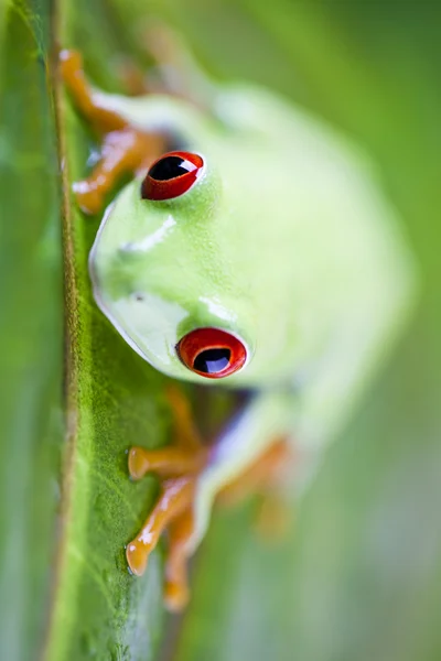 Lövgroda — Stockfoto