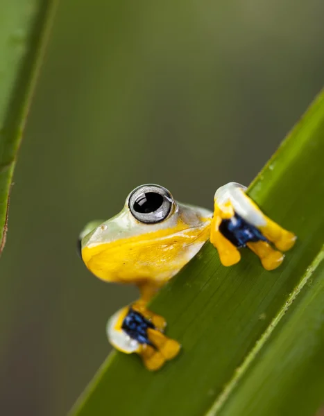 이국적인 개구리 — 스톡 사진