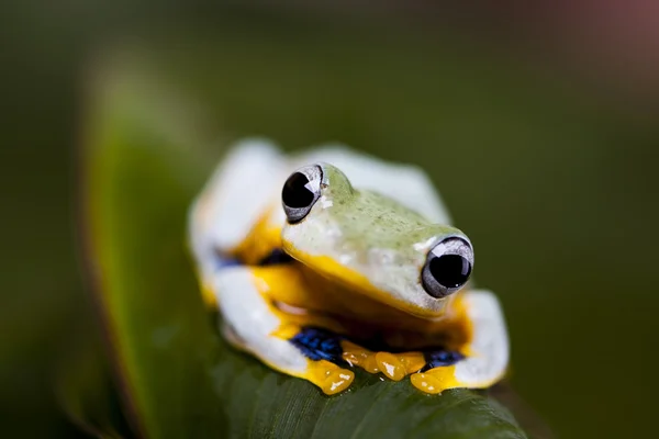 Exotischer Frosch — Stockfoto