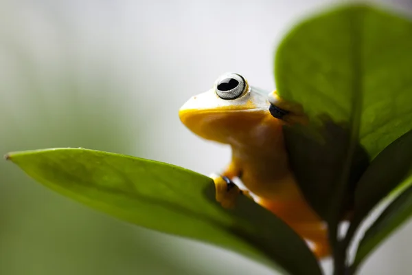 Exotické žába — Stock fotografie