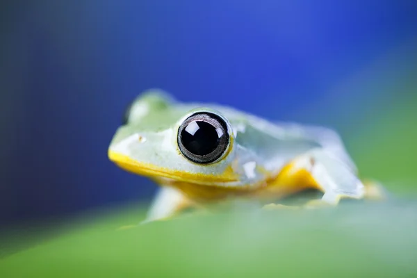 Exotické žába — Stock fotografie