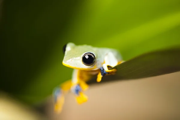 カラフルなカエル — ストック写真