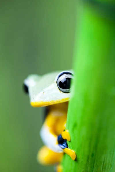 Exotic frog — Stock Photo, Image